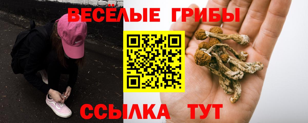 Острогожск  закладки  Вход с VPN  Псилоцибиновые грибы GOLDEN TEACHER  Псилоцибиновые грибы Psilocybine cubensis 